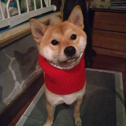 Knitted Warm Hat For Dogs