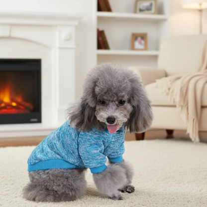 Winter Pet Sweater Outfit