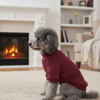 Winter Pet Sweater Outfit